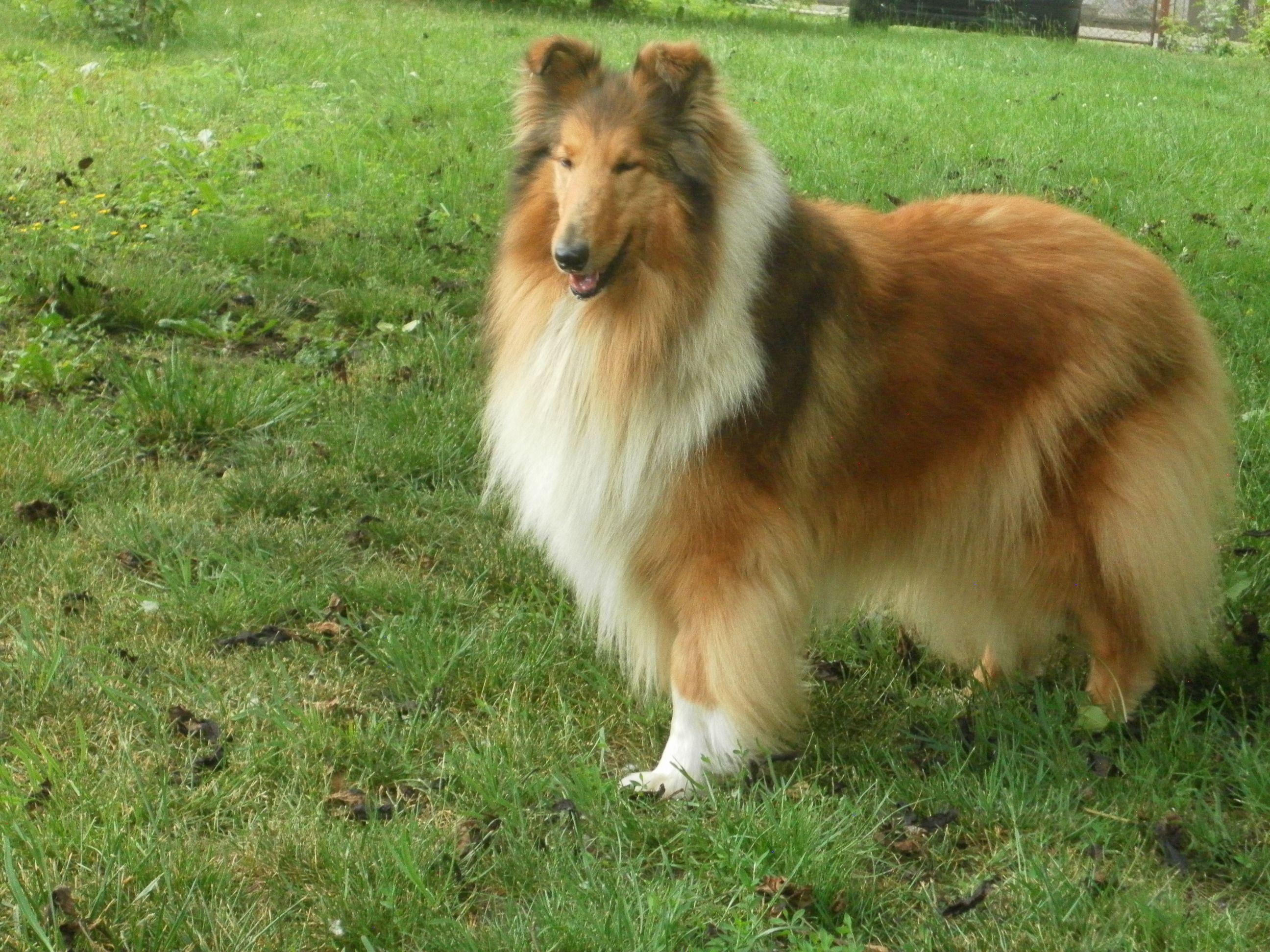 Cillie z Dančí louky